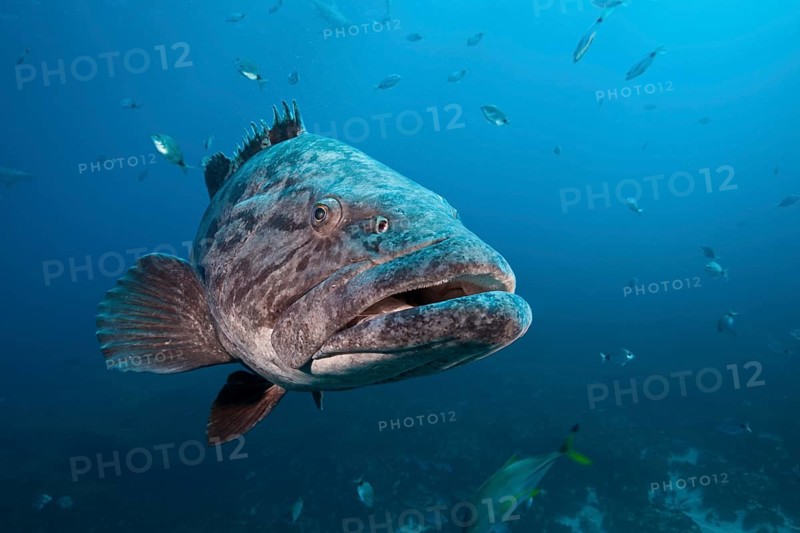 Potato Grouper