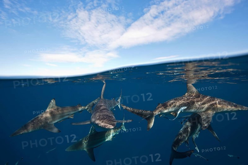 Blacktip Sharks