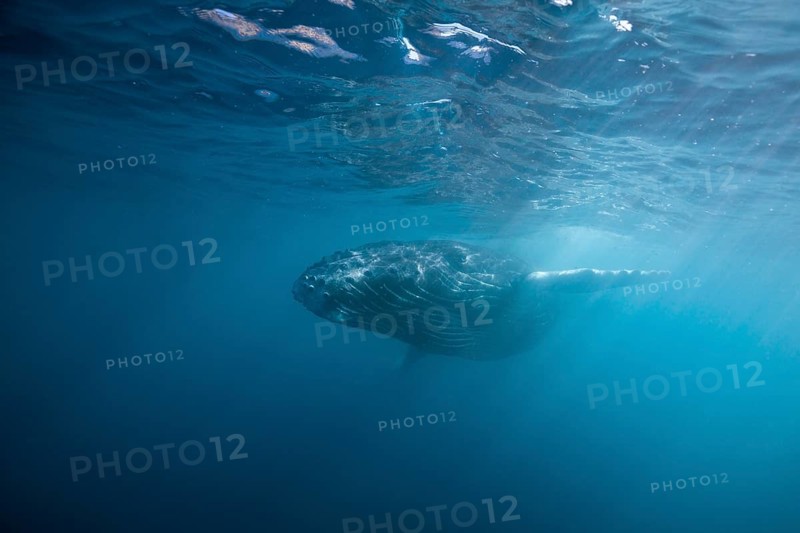 Humpback whale