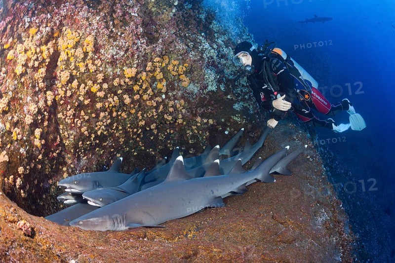 Whitetip Reef Shark
