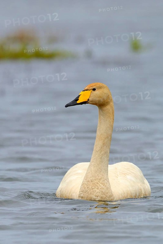 Whooper swan