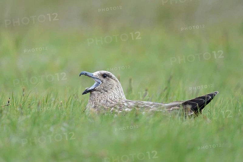Skua