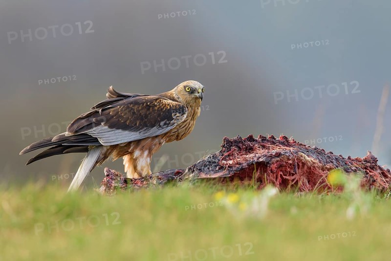 Male marsh harrier