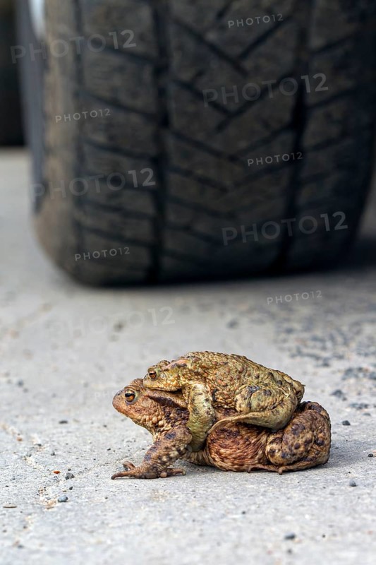 Common toad