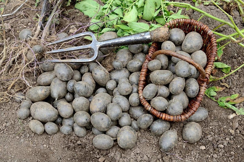 Potatoes