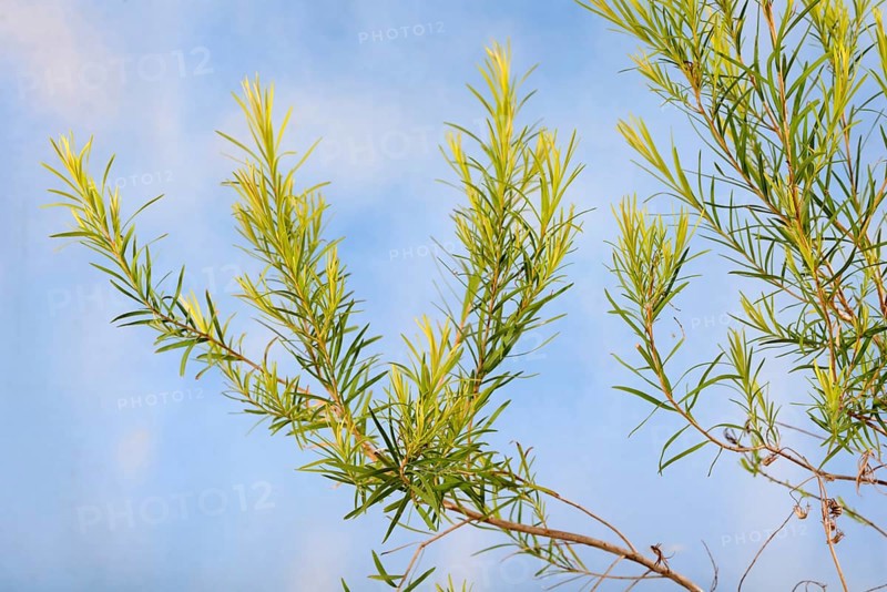 Tea tree