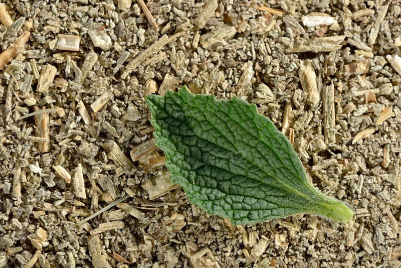Horehound