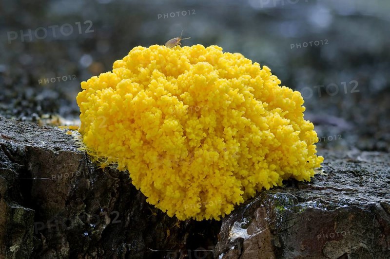 Dog vomit slime mold