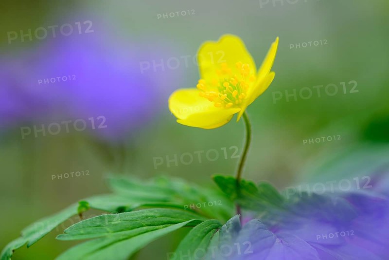 Yellow anemone