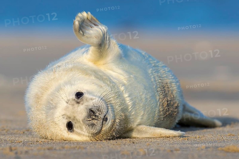 Grey Seal