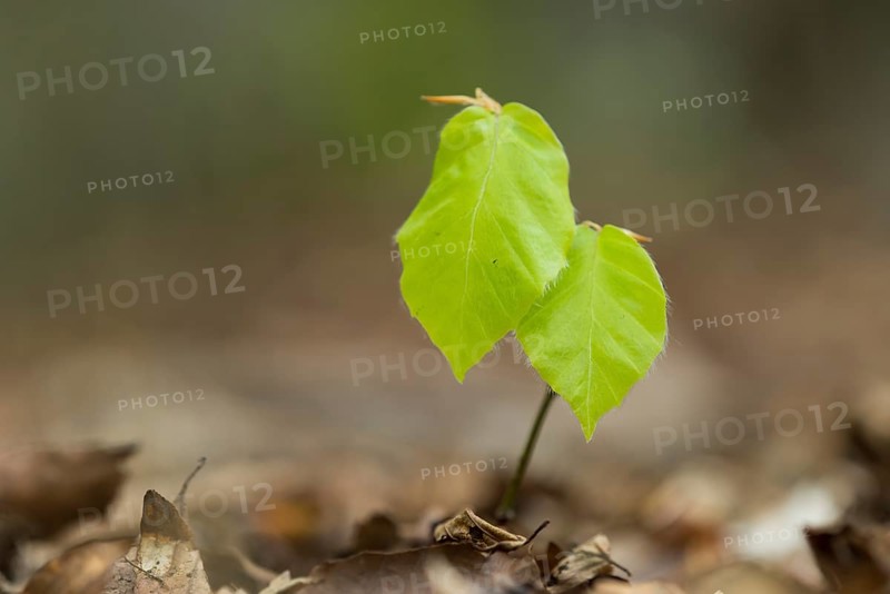 Beech seedling