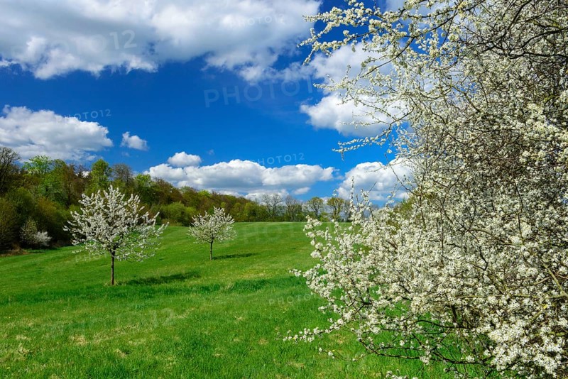 Flowering cherry trees