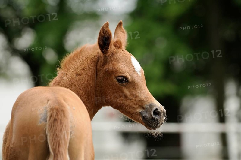 Arabian thoroughbred