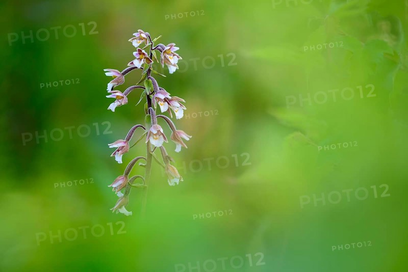 Marsh Helleborine
