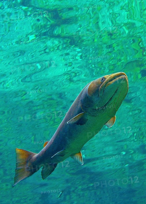 Danube salmon