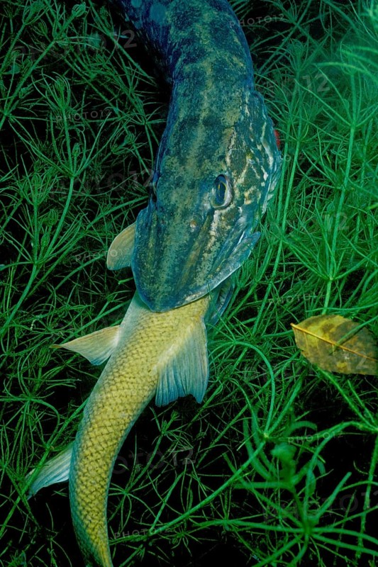 Pike