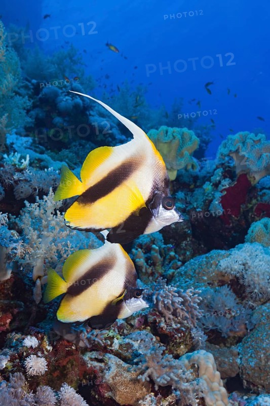 Red Sea bannerfishes