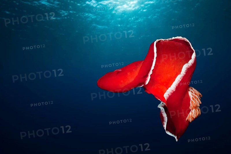 Spanish dancer