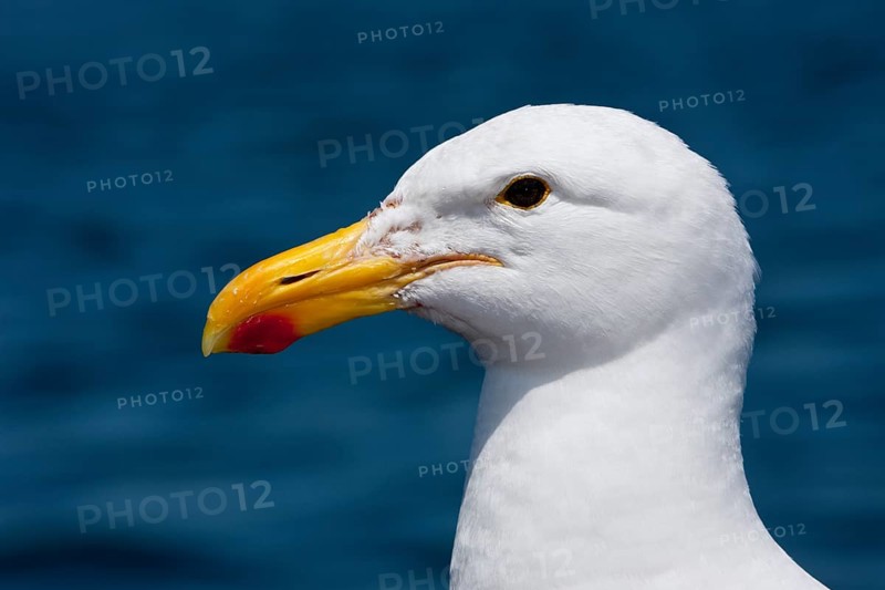Head of Kelp Gull
