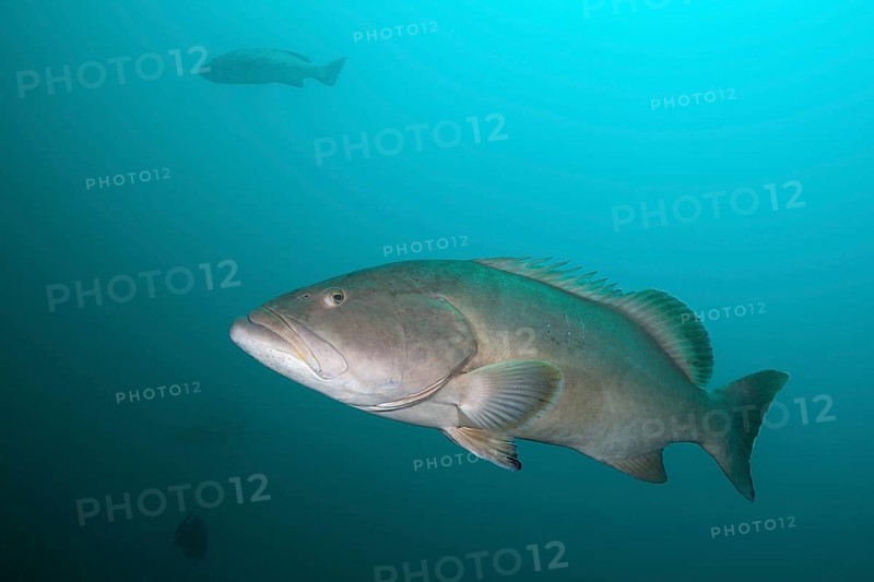 Pacific Goliath Grouper