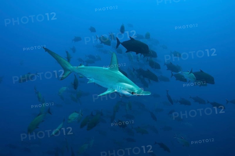 Scalloped Hammerhead