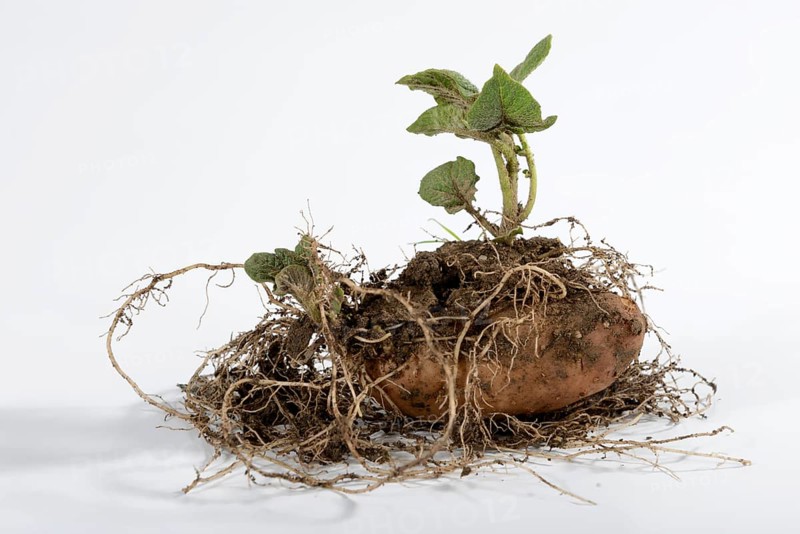 Potatoes