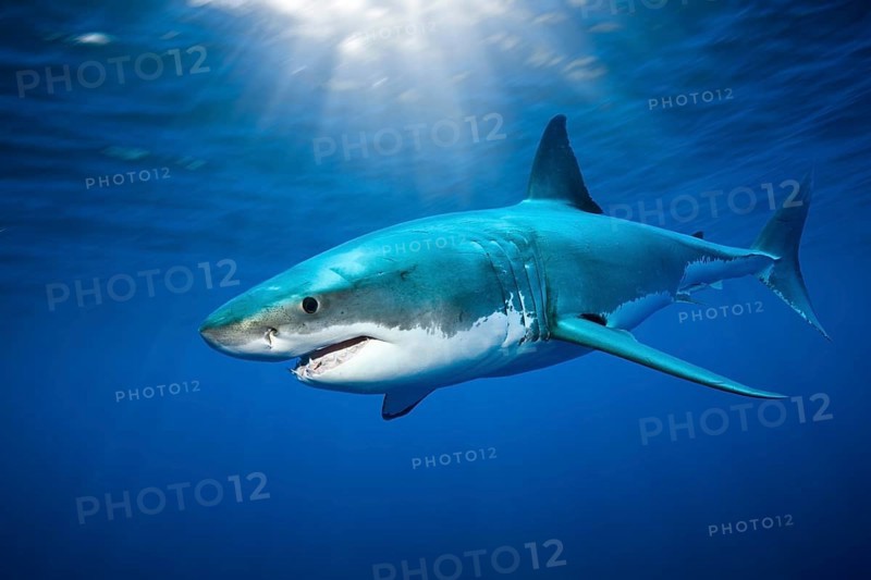Great white shark