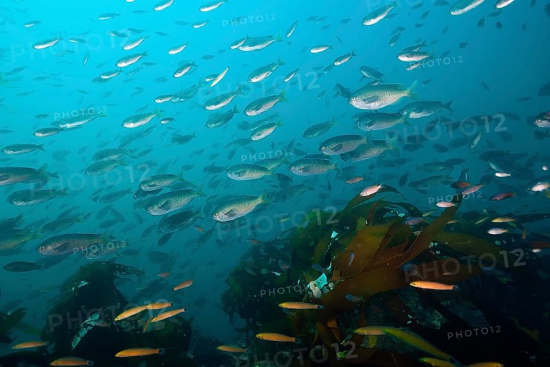Shoal of swallowtail damselfish