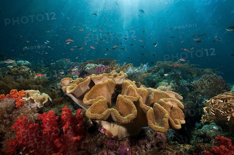 Coral reef with mushroom leather coral