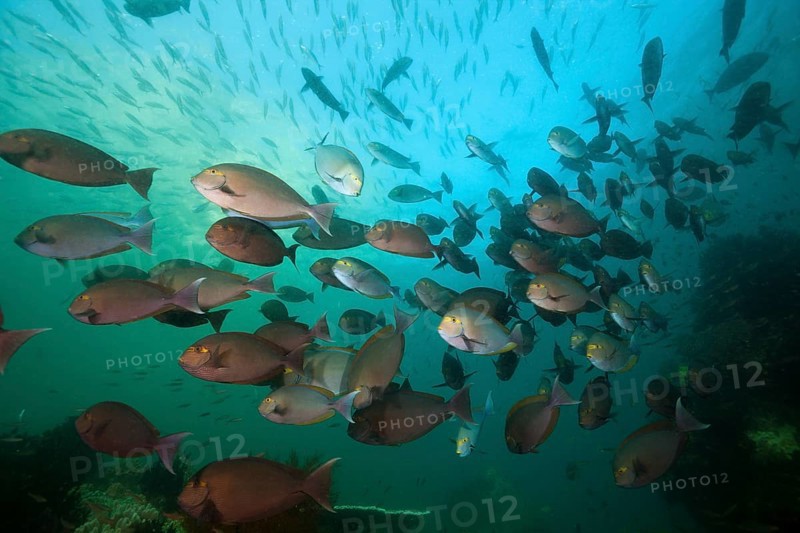 Shoal of grey surgeonfish