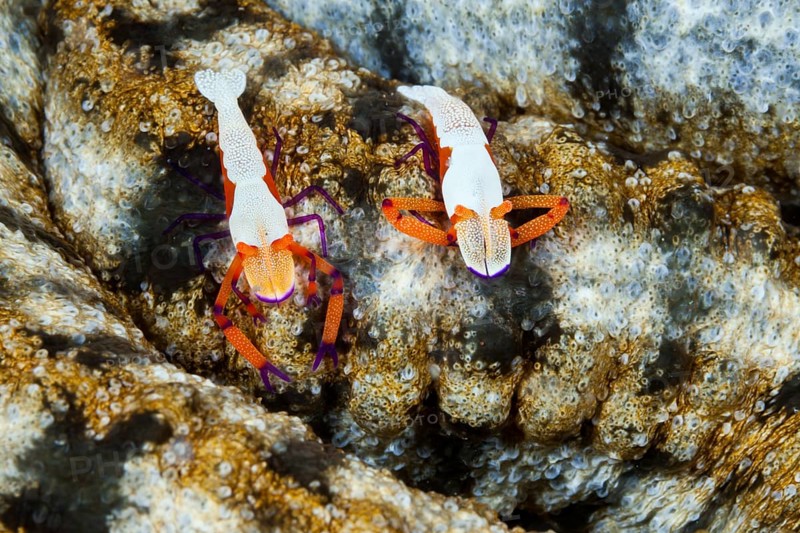 Pair of Emperor Shrimp