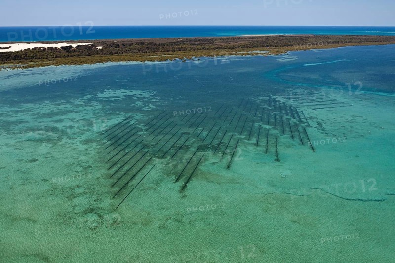 Oyster farm off Moreton Island