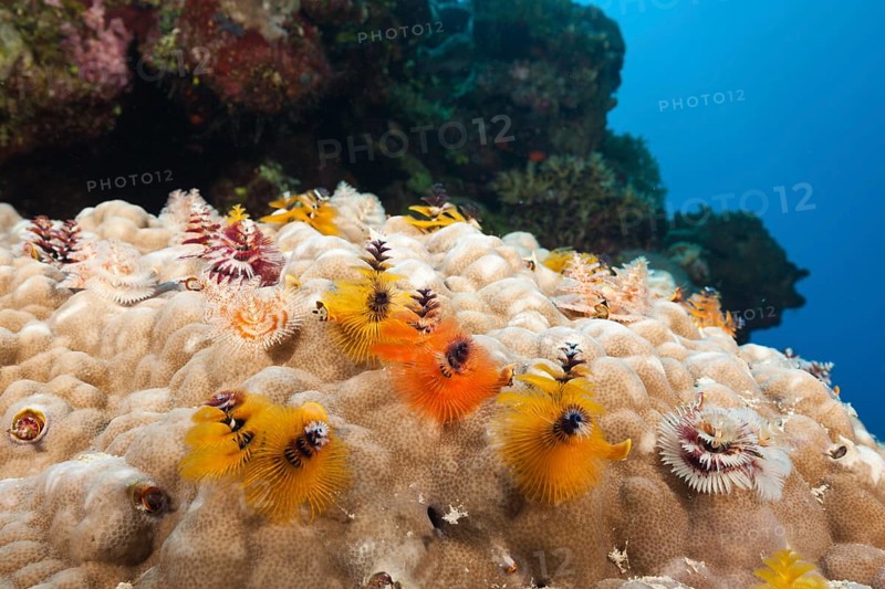 Christmas tree worm
