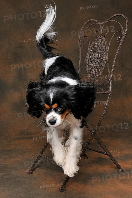 Cavalier King Charles Spaniel