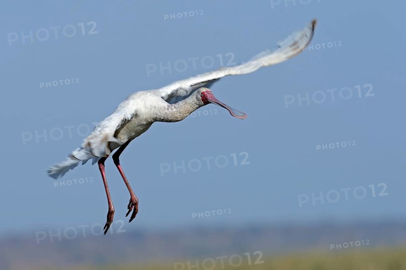 African spoonbill
