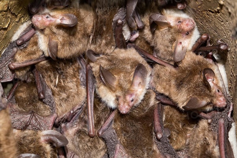 Bechstein's bat
