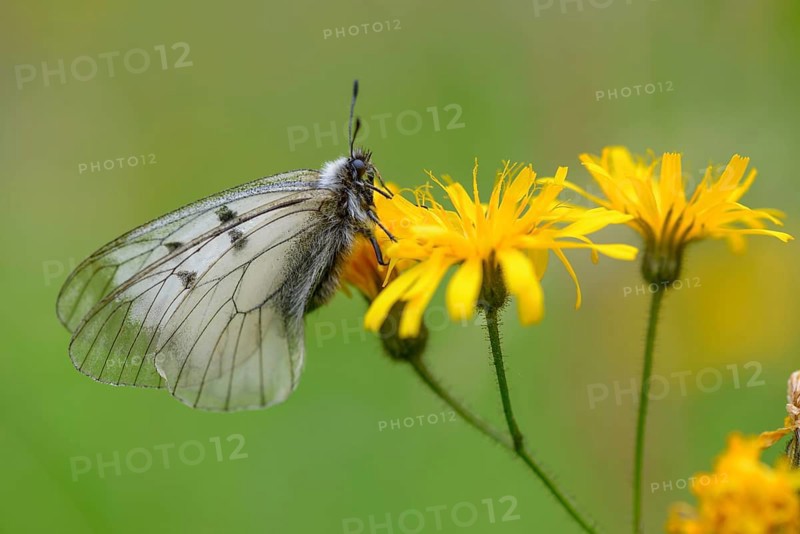 Male Black Apollo