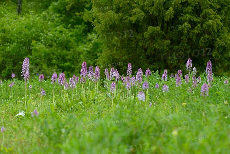 Northern marsh-orchid