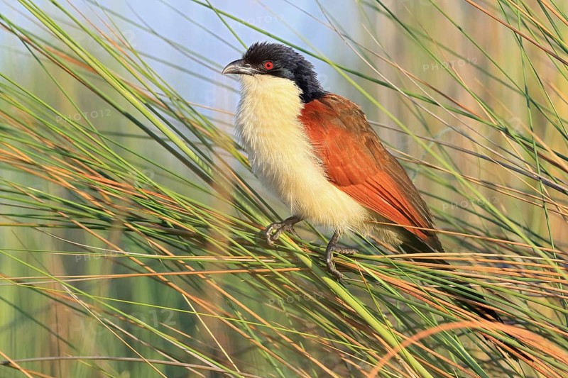 Angola Monk Cuckoo
