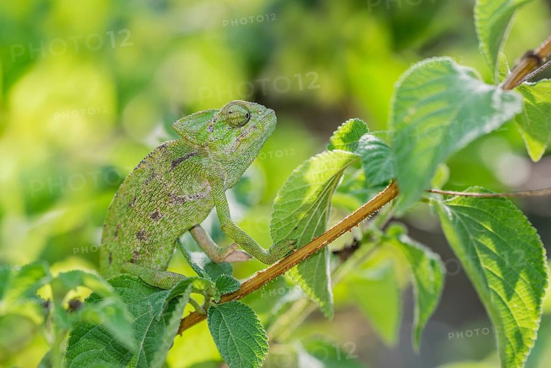 Mediterranean chameleon