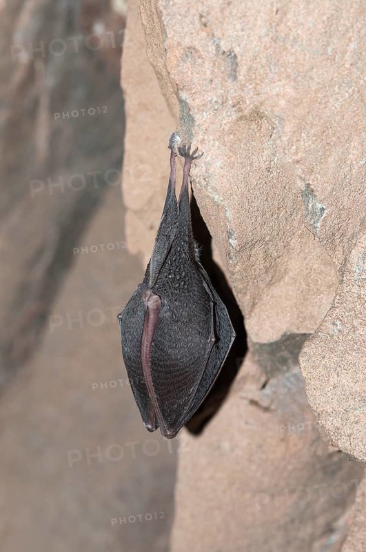 Lesser horseshoe bat