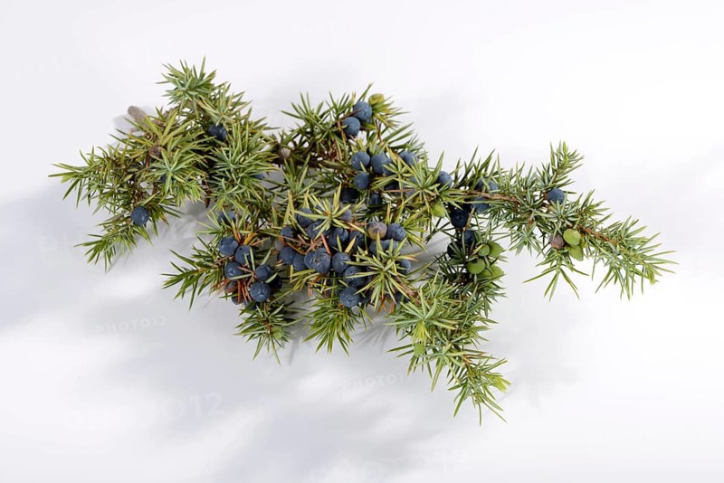 Juniper berries