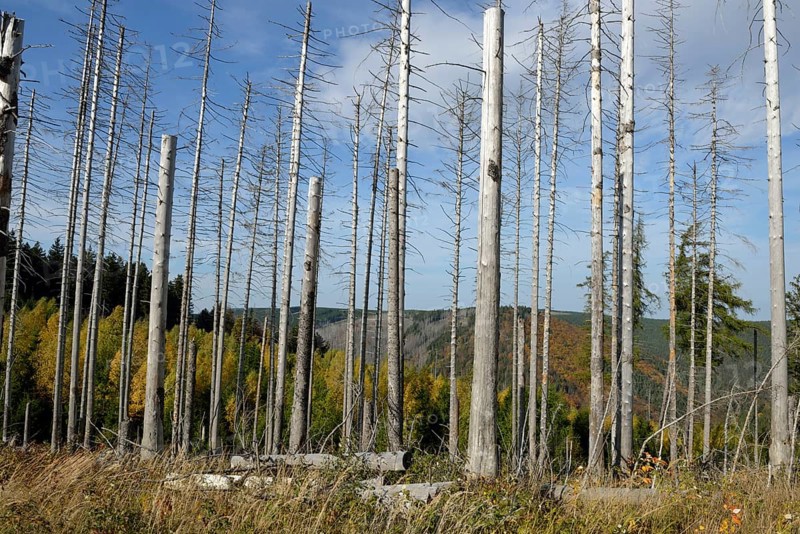 Dead trees