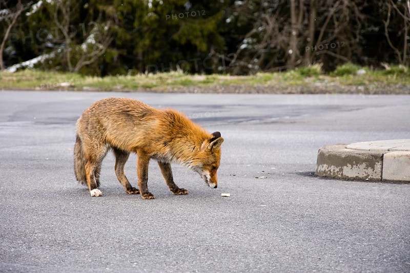 Red fox