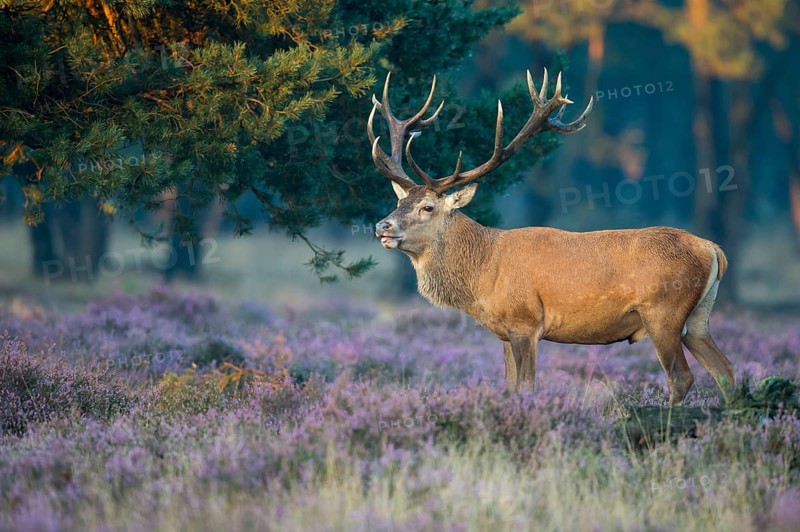 Red deer