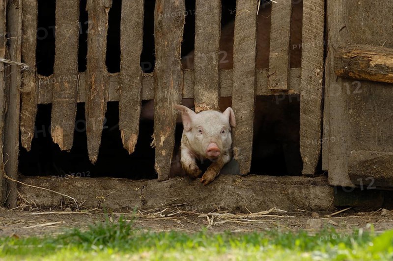 Domestic pig