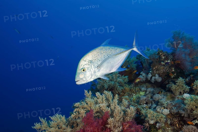 Bluefin Trevally
