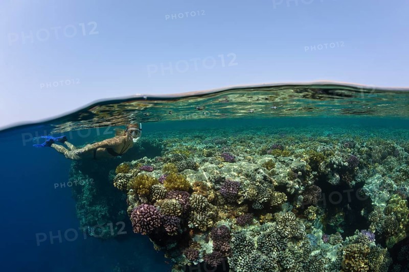 Snorkeling in the Red Sea