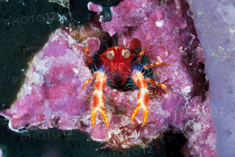 Variegated Jumping Crab
