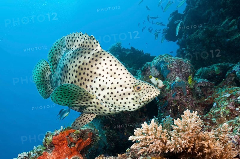 Barramundi Cod